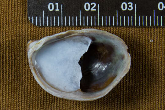 Image of onyx slippersnail