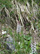 Image of Short spurred fragrant orchid