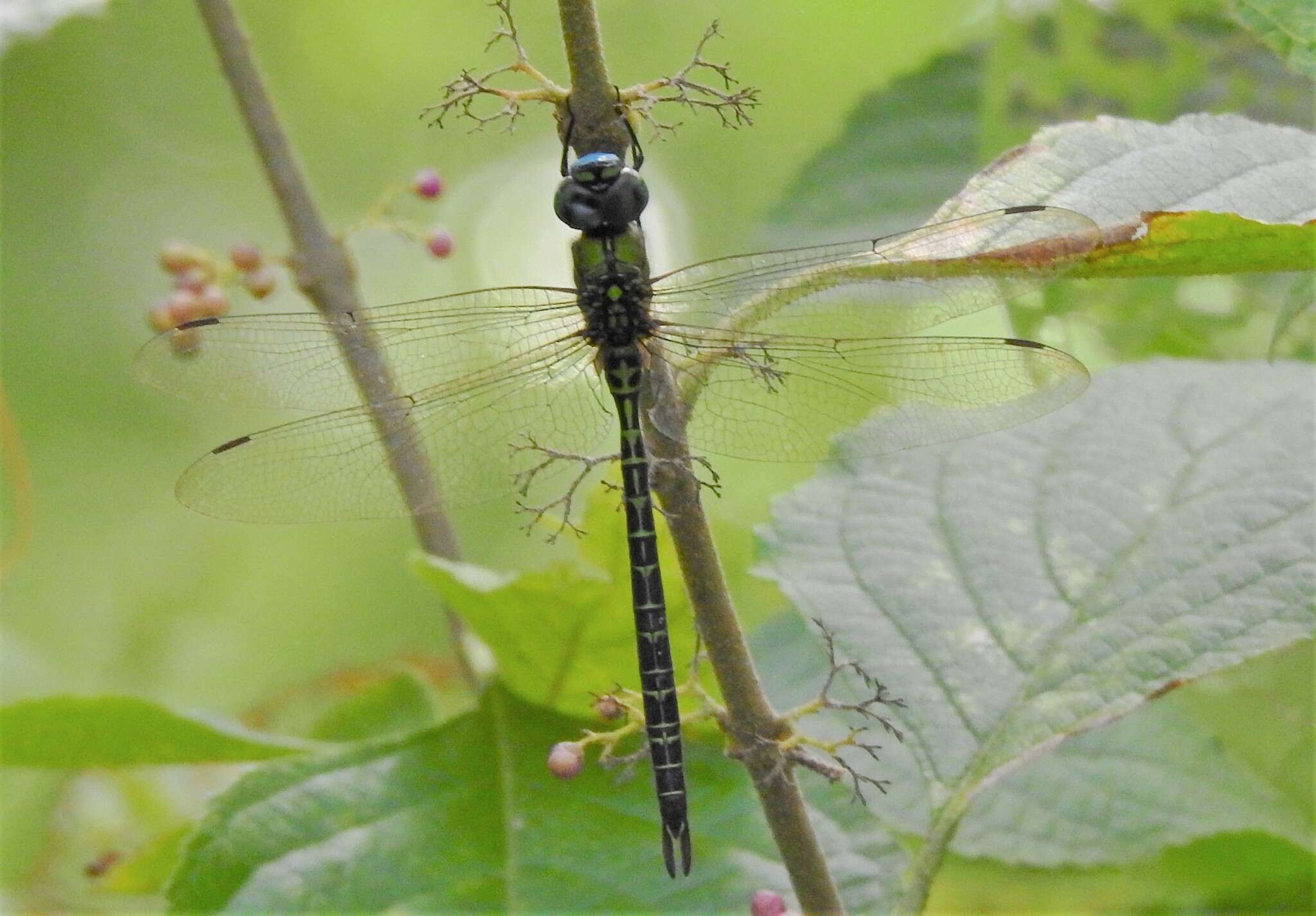 Image of Blue-faced Darner