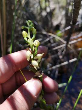 Image of Disa uncinata Bolus