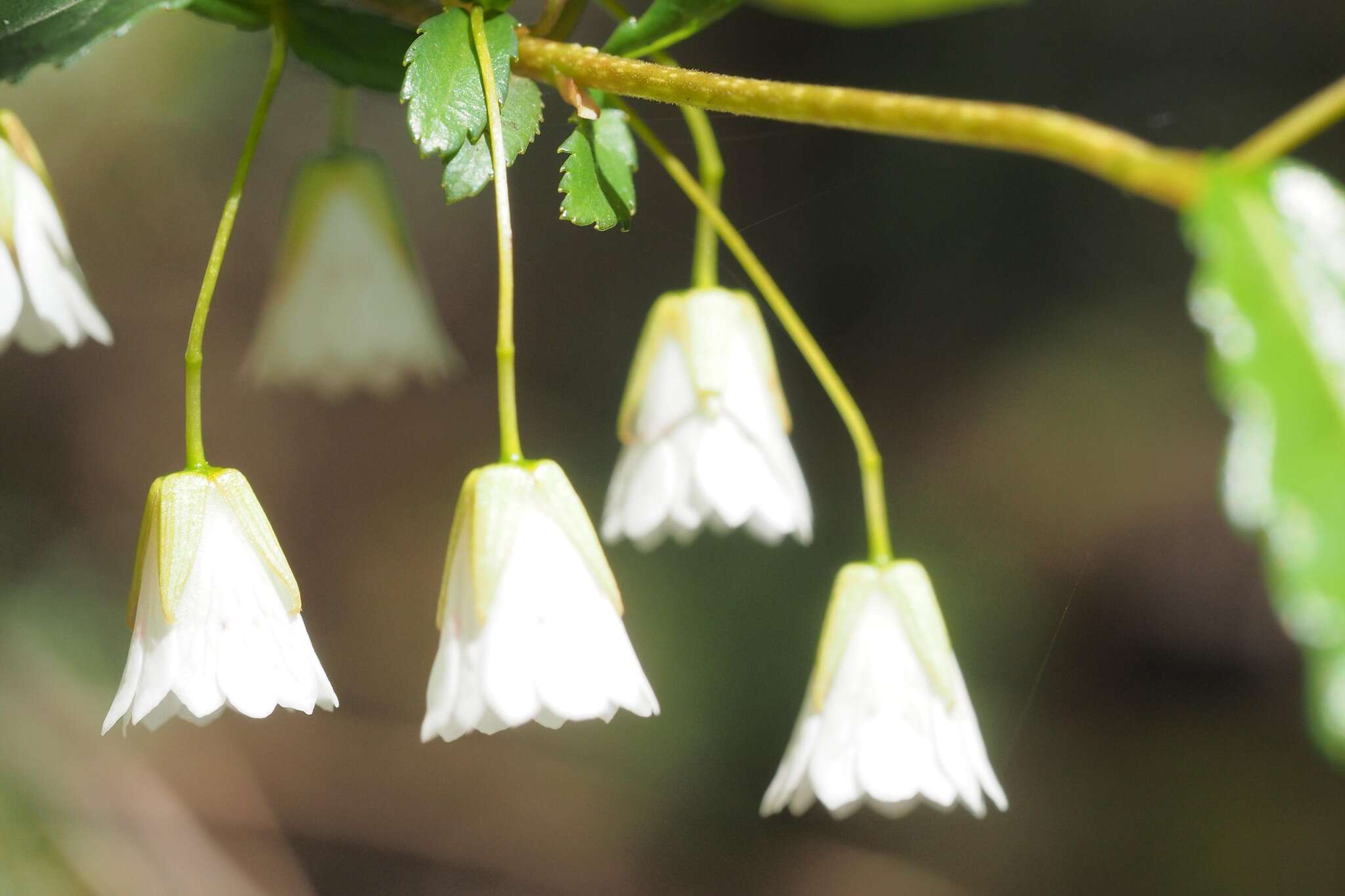 Image of Aristotelia peduncularis (Labill.) J. D. Hook.