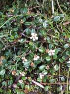 Image of Cotoneaster morrisonensis Hayata