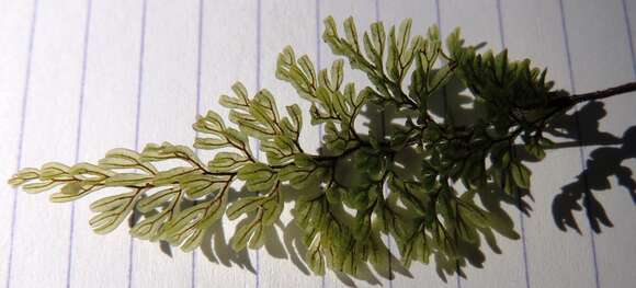 Image de Hymenophyllum villosum Col.