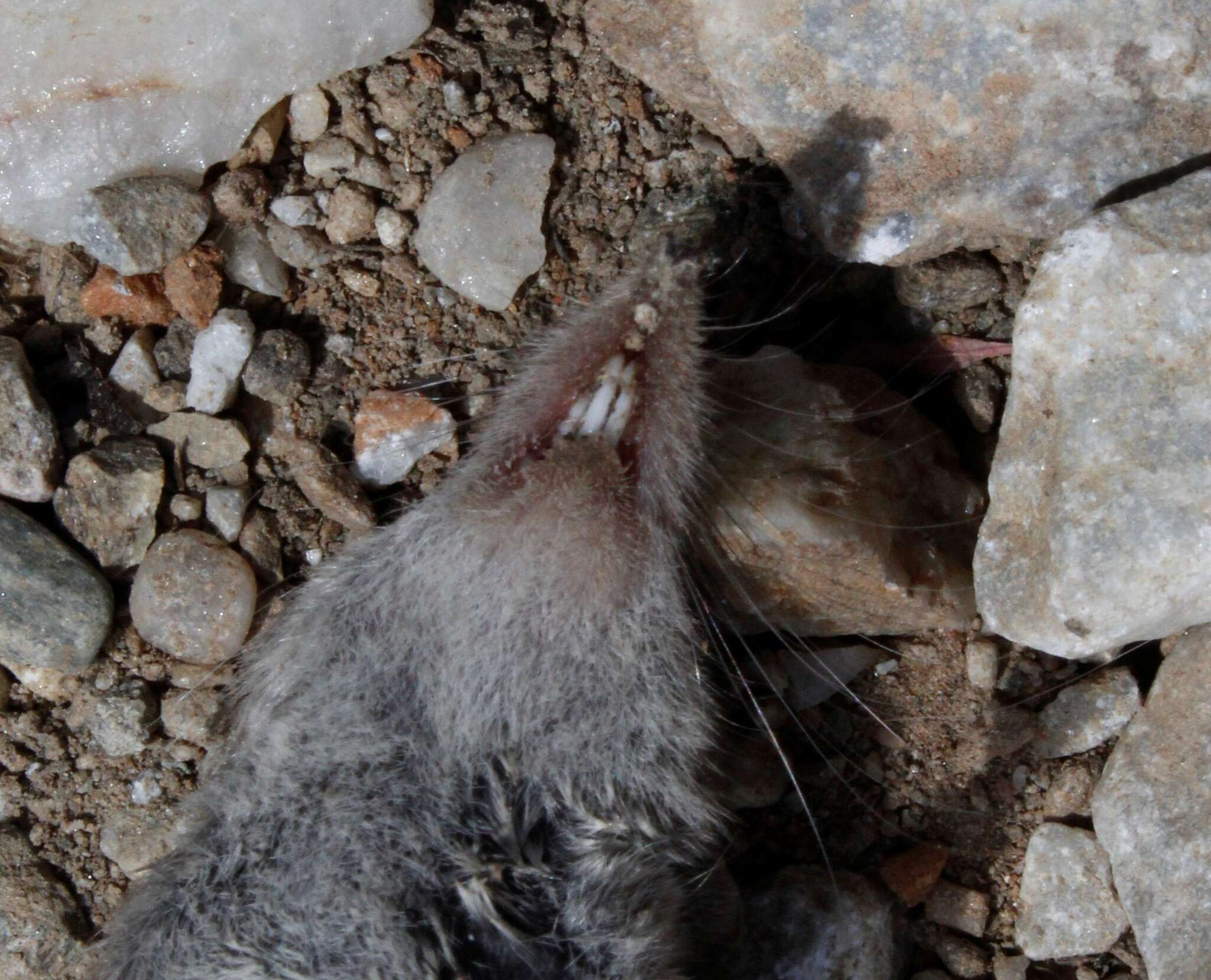 Image of Lesser Shrew