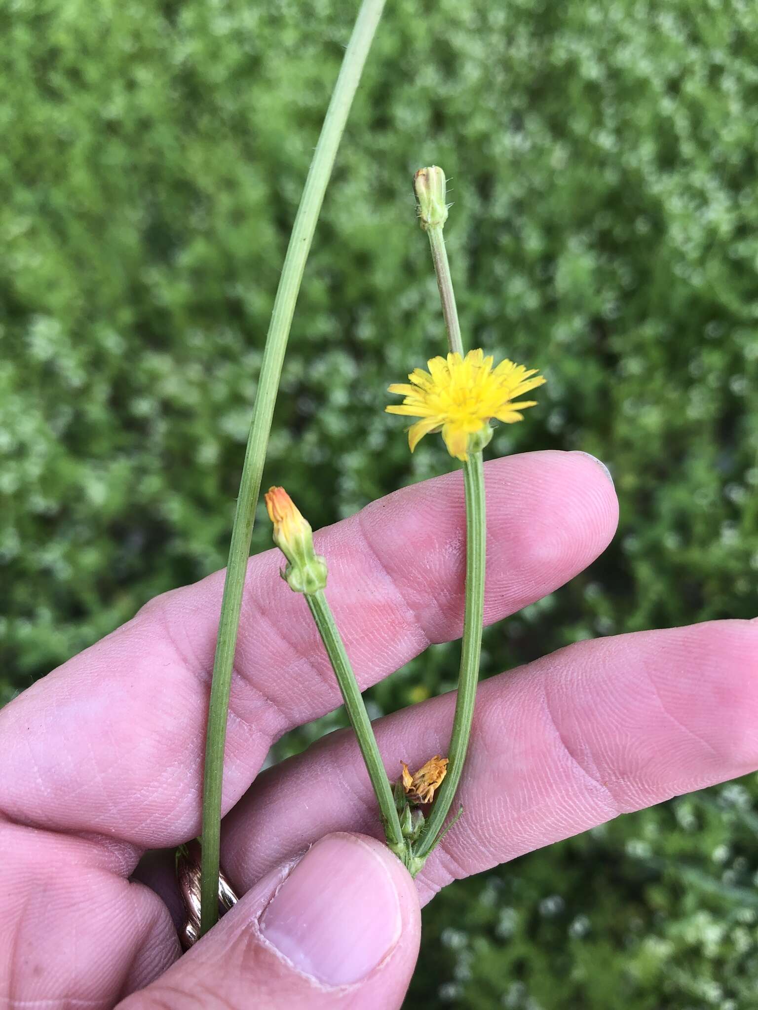 Image of striped hawksbeard