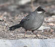 Image of Brown-cheeked Laughingthrush