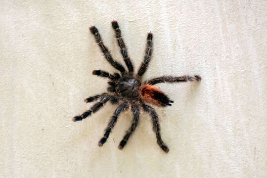 Image of Avicularia rufa Schiapelli & Gerschman 1945