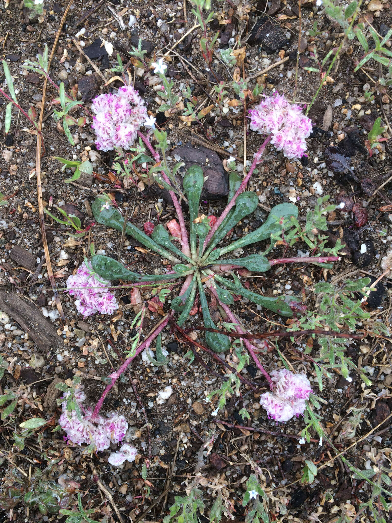 صورة Cistanthe monosperma (E. Greene) M. A. Hershkovitz