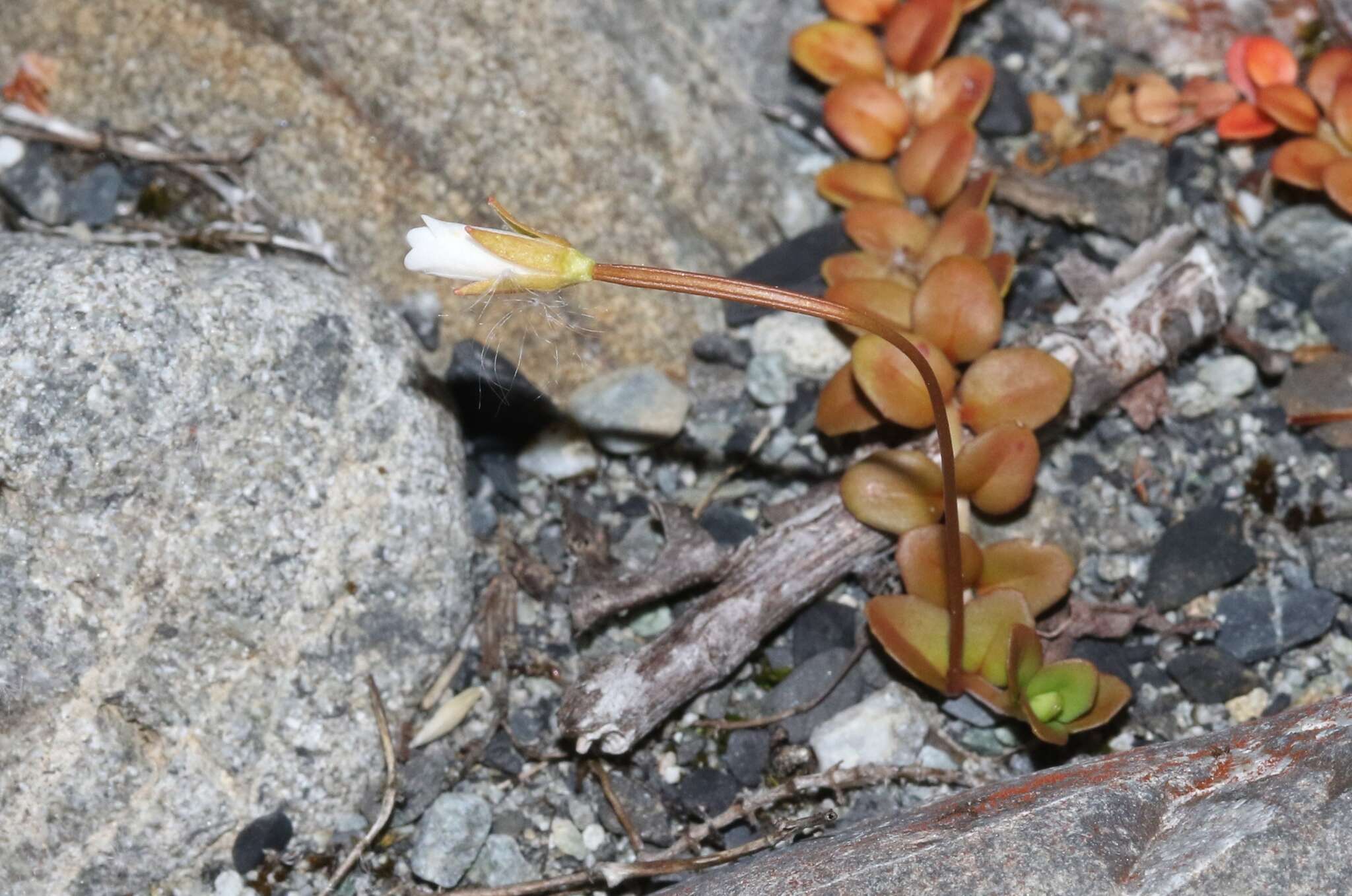 Image of Epilobium brunnescens (Cockayne) Raven & Engelhorn