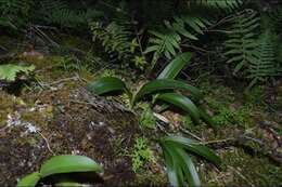 Слика од Prosthechea varicosa (Bateman ex Lindl.) W. E. Higgins