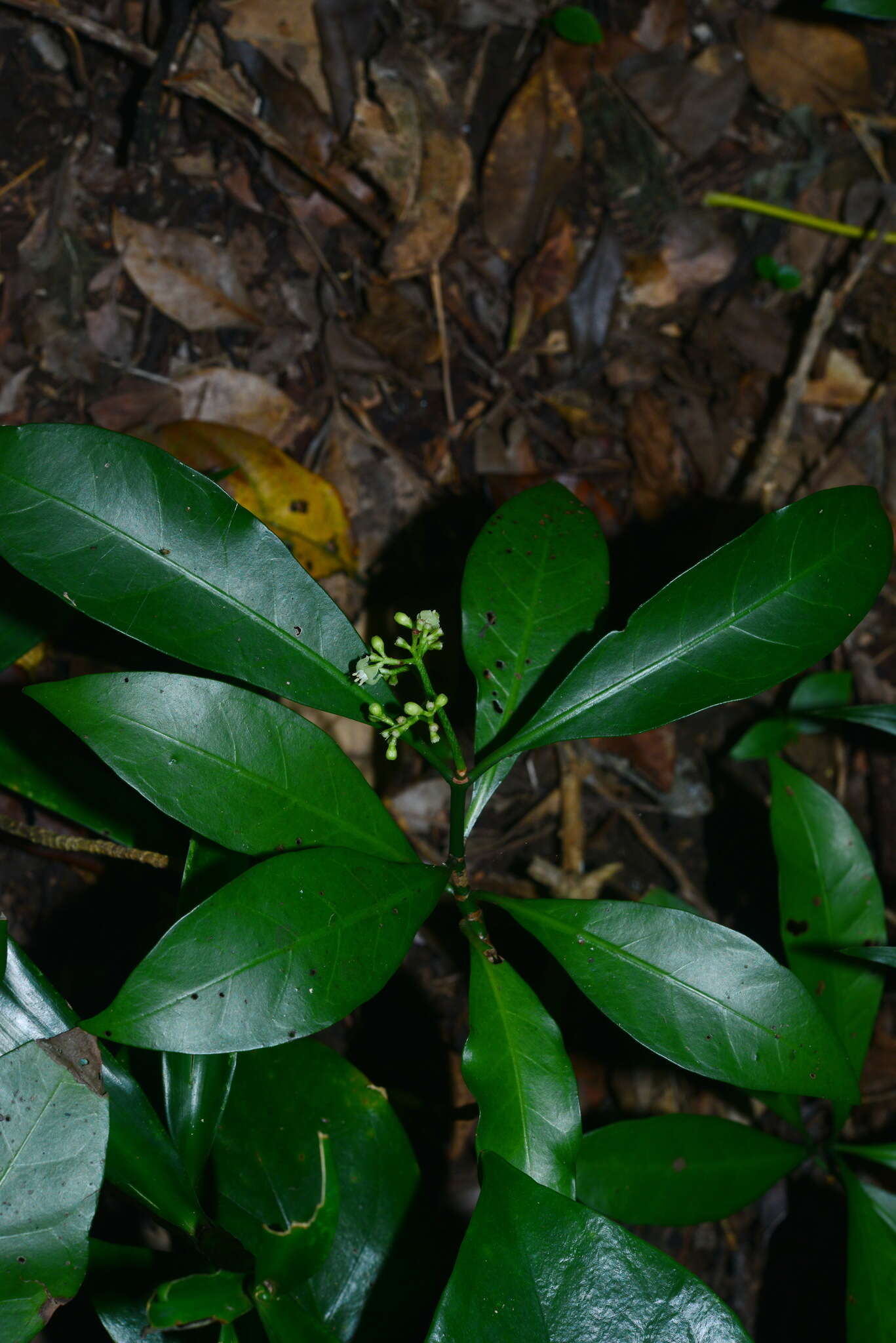 Image of Psychotria manillensis Bartl. ex DC.