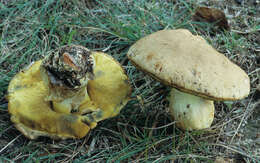 Image of Boletus huronensis A. H. Sm. & Thiers 1971