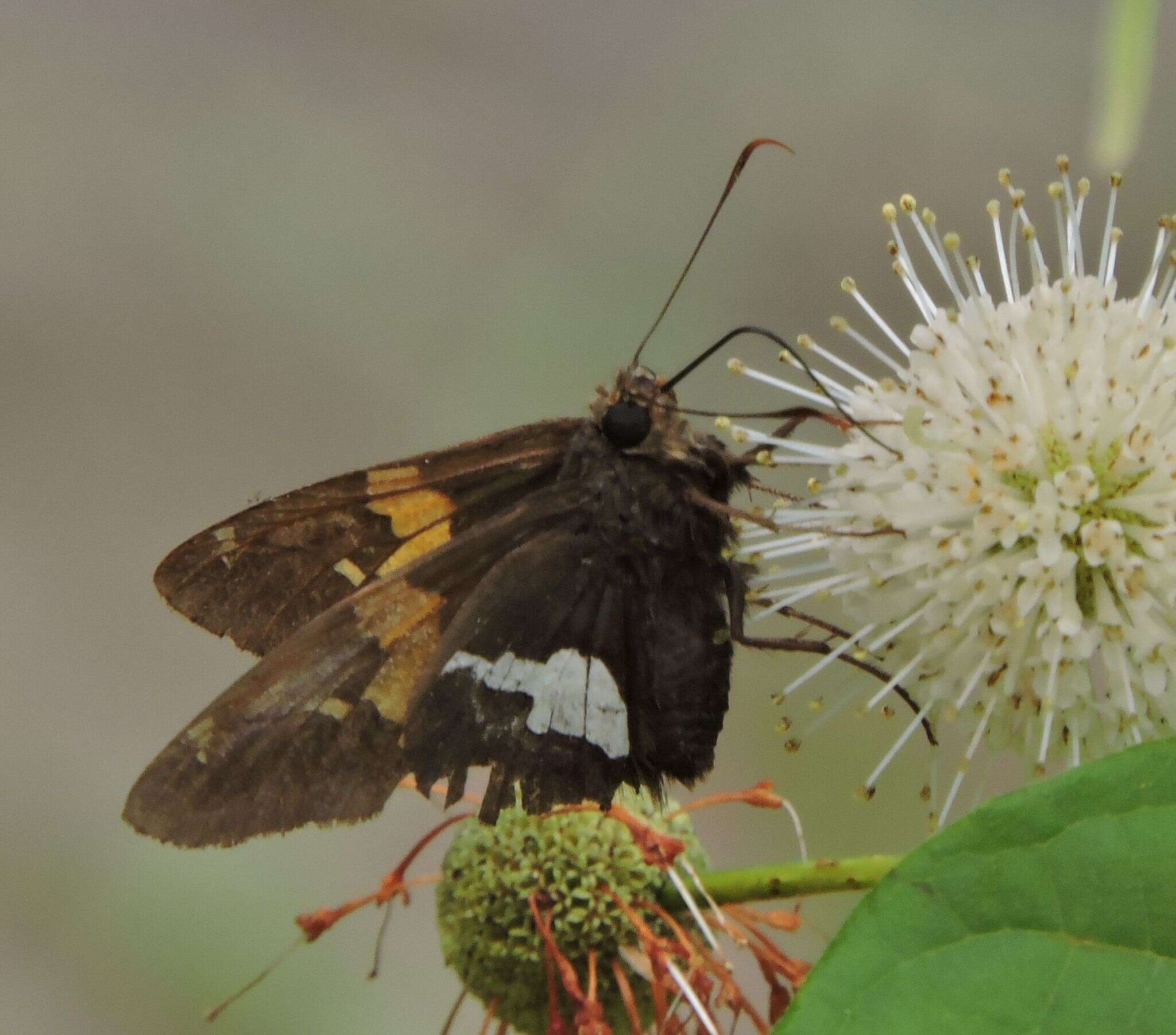 Image of Silver-spotted Skipper
