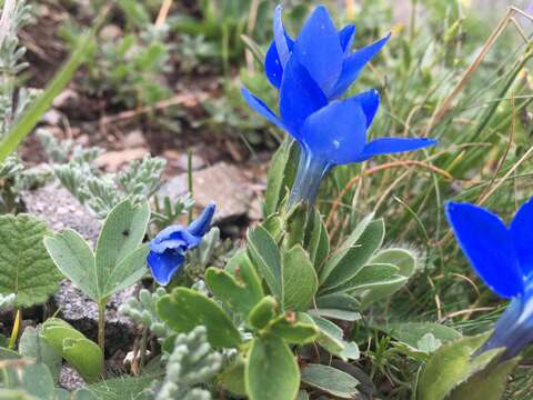 Plancia ëd Gentiana verna subsp. pontica (Soltok.) Hayek