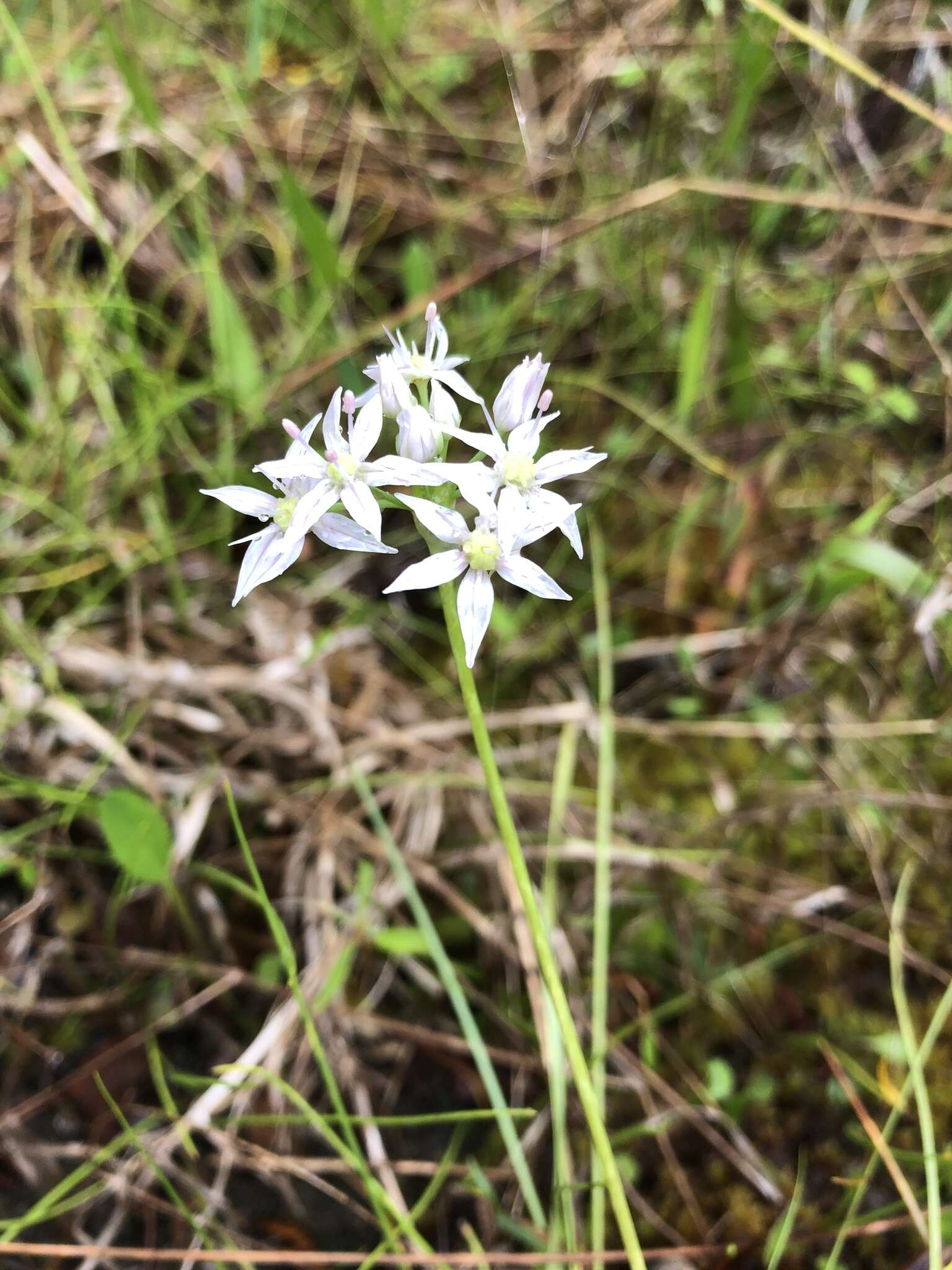 Image of Little River Canyon onion