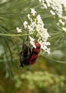 Image of <i>Trichodes umbellatarum</i>