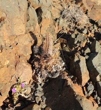 Image of Acanthopsis hoffmannseggiana (Nees) C. B. Cl.