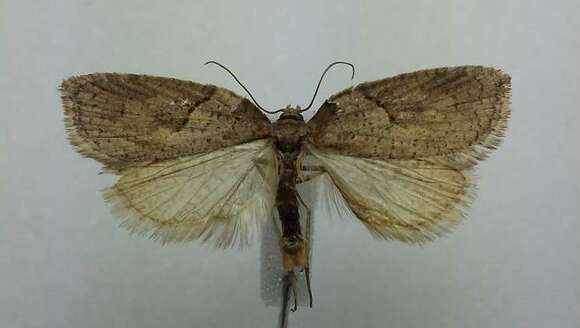 Image of Acleris maccana Treitschke 1835