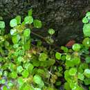 Imagem de Pilea peploides (Gaud.) Hook. & Arn.