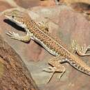 Pedioplanis laticeps (Smith 1849) resmi