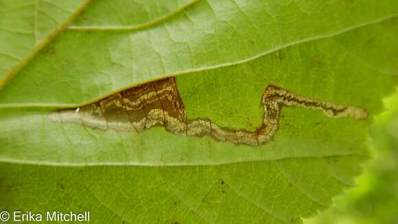 Image of Ectoedemia quadrinotata (Braun 1917) Wilkinson et al. 1979