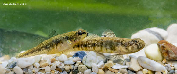 Image of Adriatic Dwarf Goby