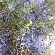 Image of Senecio burchellii DC.