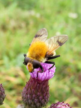 Image of Sericomyia superbiens (Muller 1776)