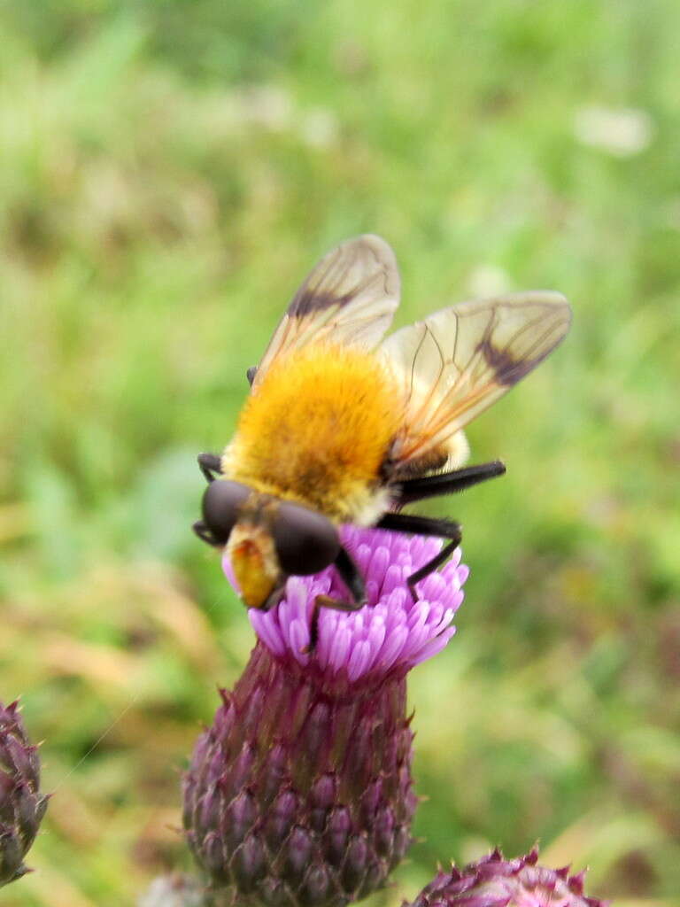 Sericomyia superbiens (Muller 1776) resmi