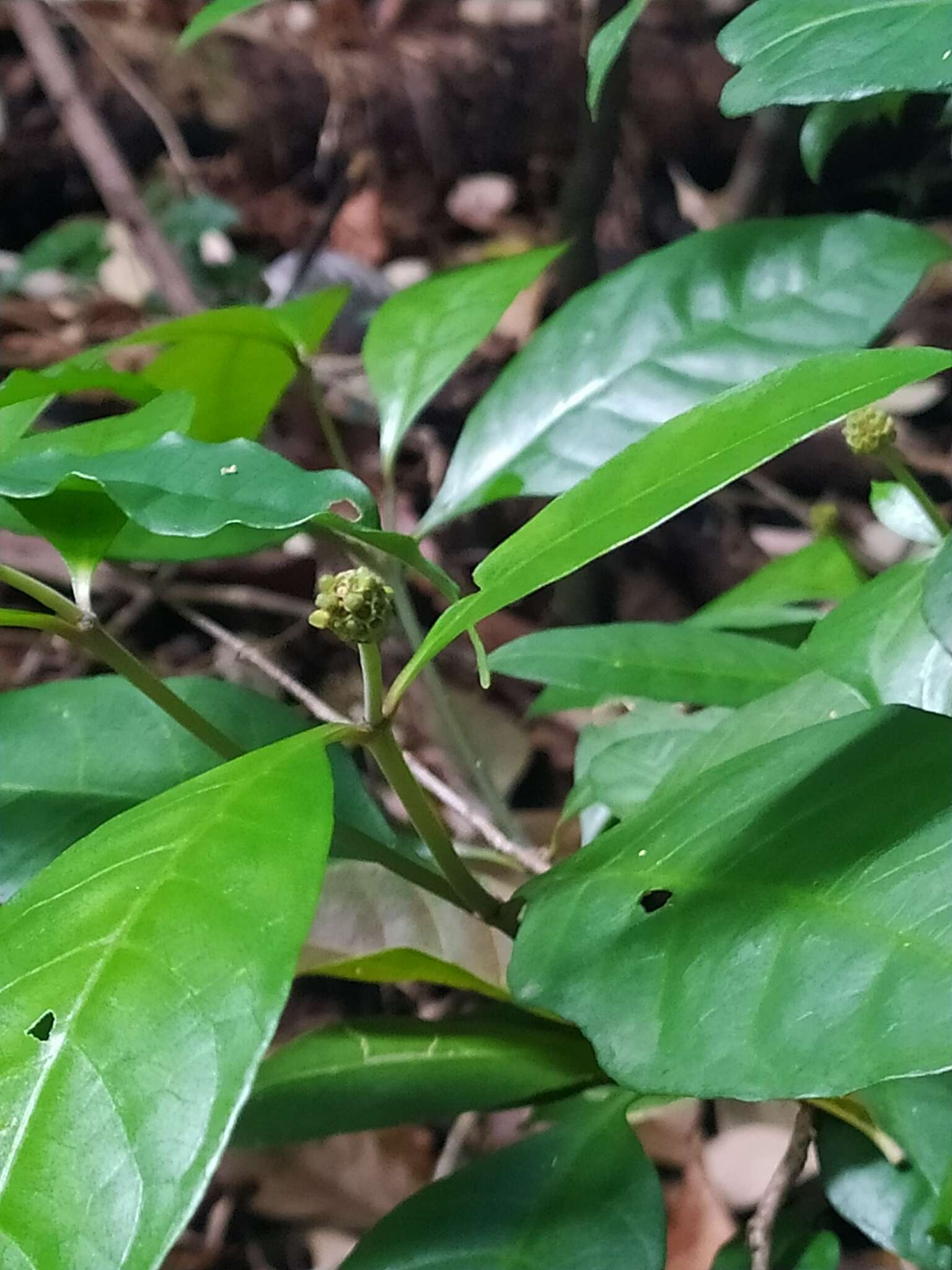 Image of Eumachia guianensis (Bremek.) Delprete & J. H. Kirkbr.