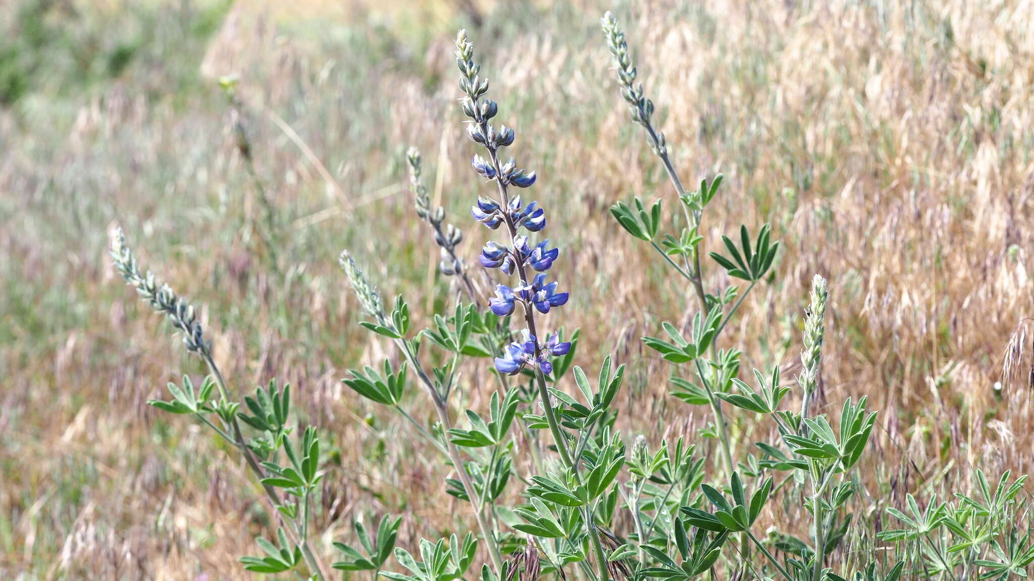 Image of mountain bush lupine