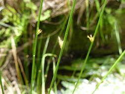 Image of Juncus pauciflorus R. Br.