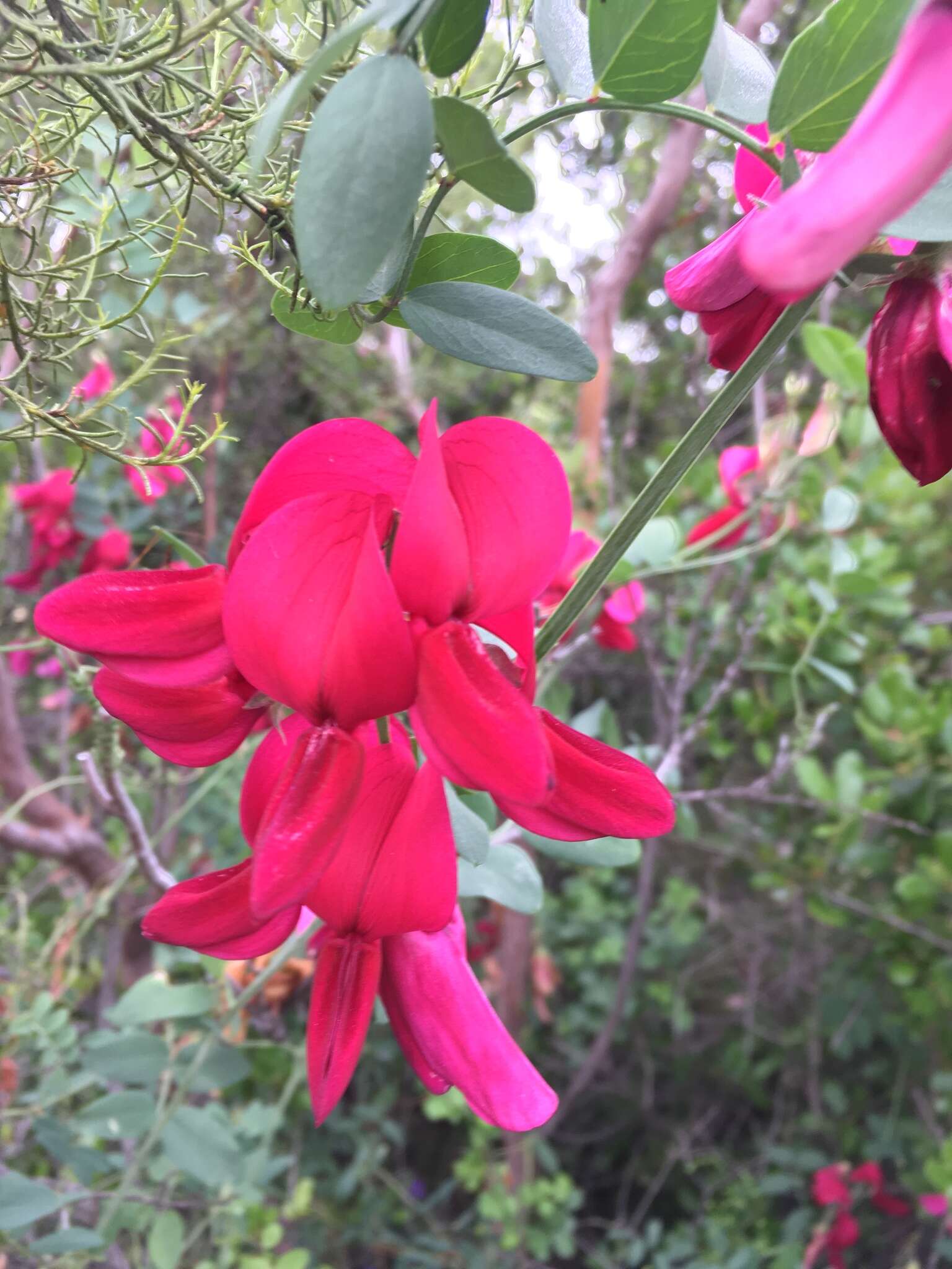 Imagem de Lathyrus splendens Kellogg