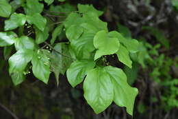 Image of Euonymus leiophloeus Stev.