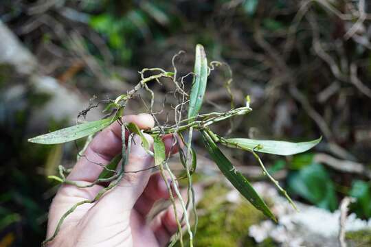 Image of Common tangle orchid