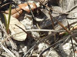 Image of Hodges' Clubtail