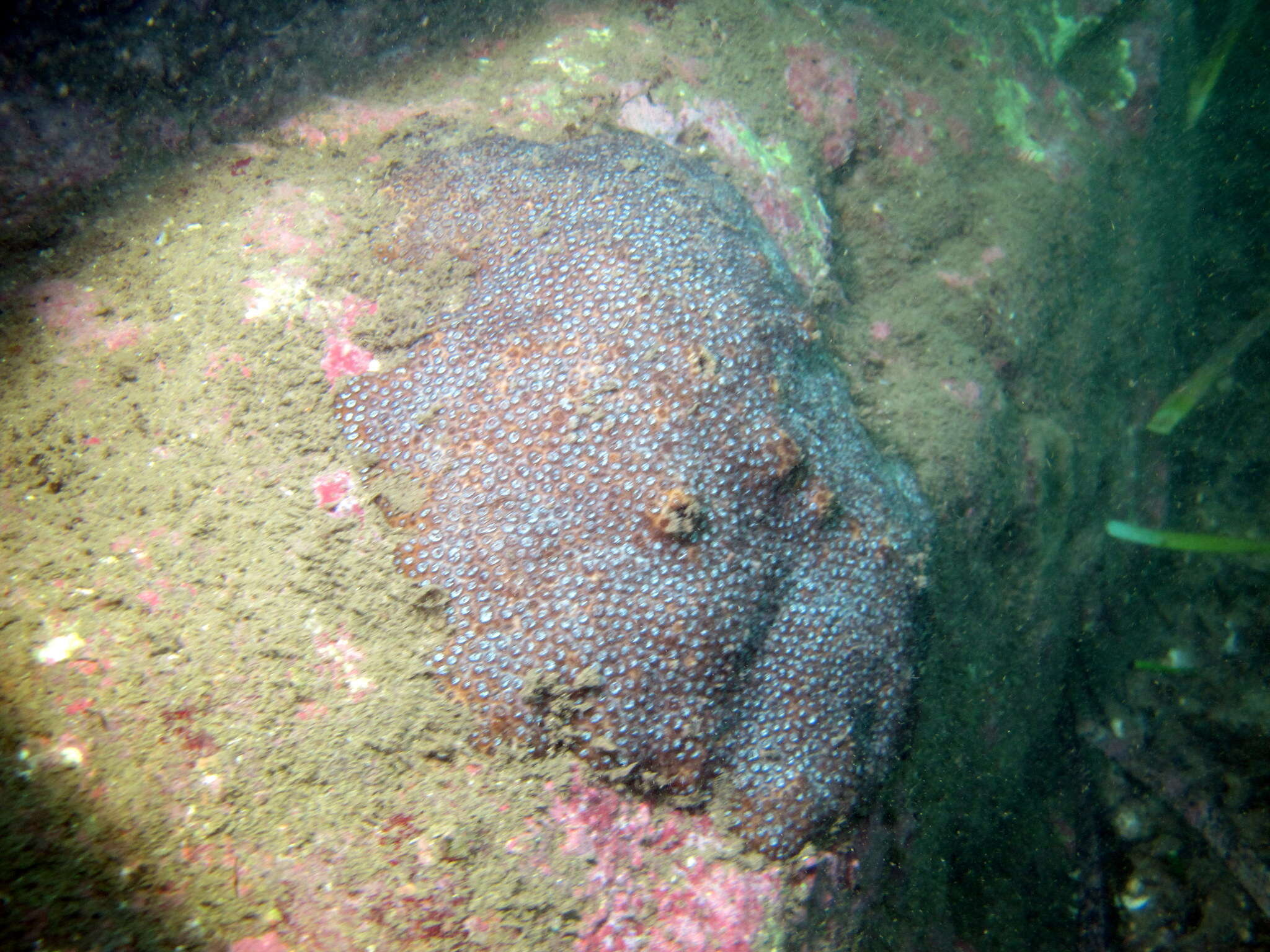 Image of Small knob coral