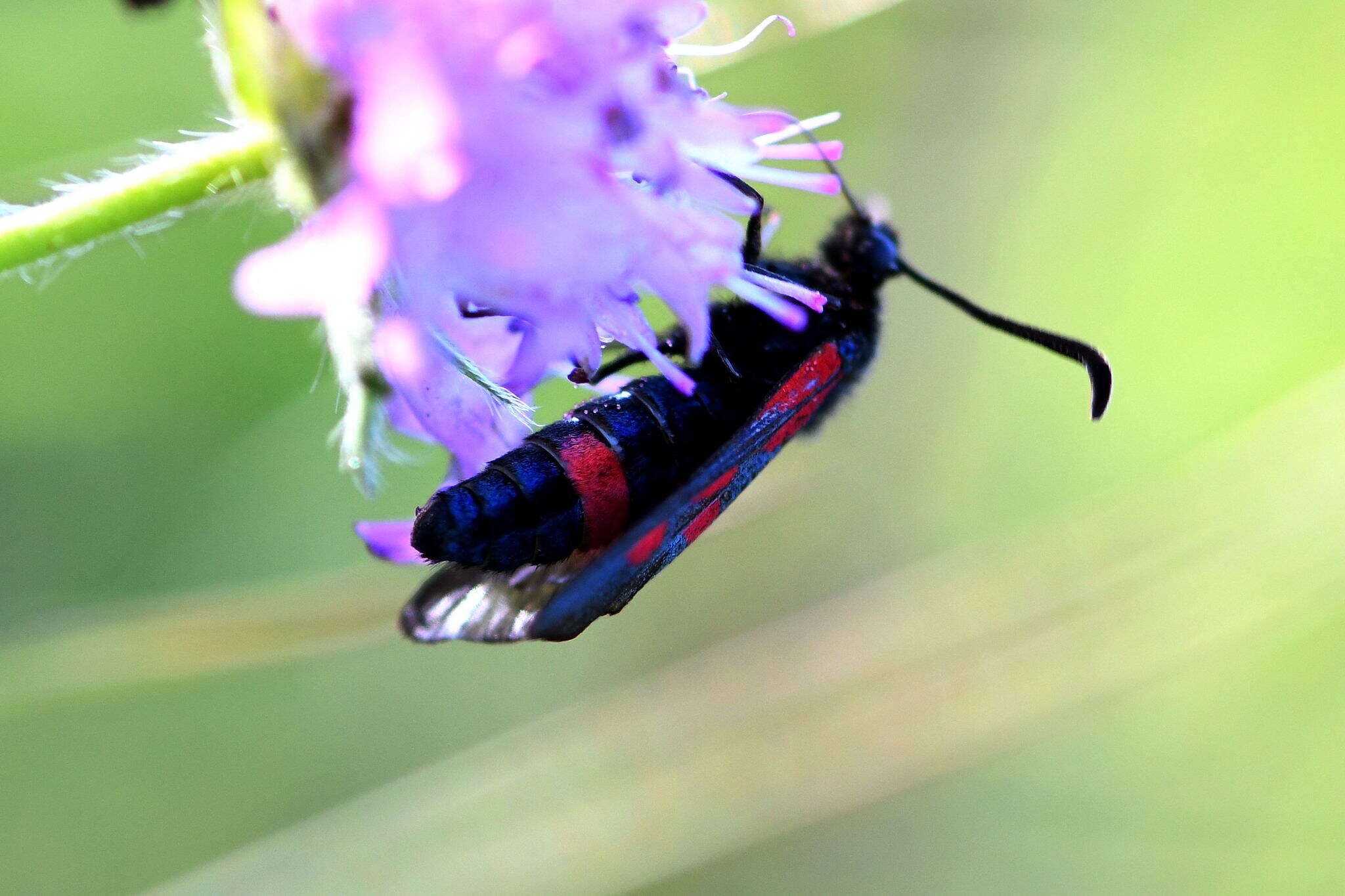 Image of Zygaena cynarae Esper 1789