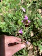 Image of Ophrys scolopax subsp. scolopax