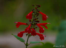 Image of Red sage