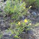 Oenothera serrulata Nutt. resmi