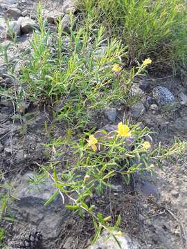 Oenothera serrulata Nutt. resmi