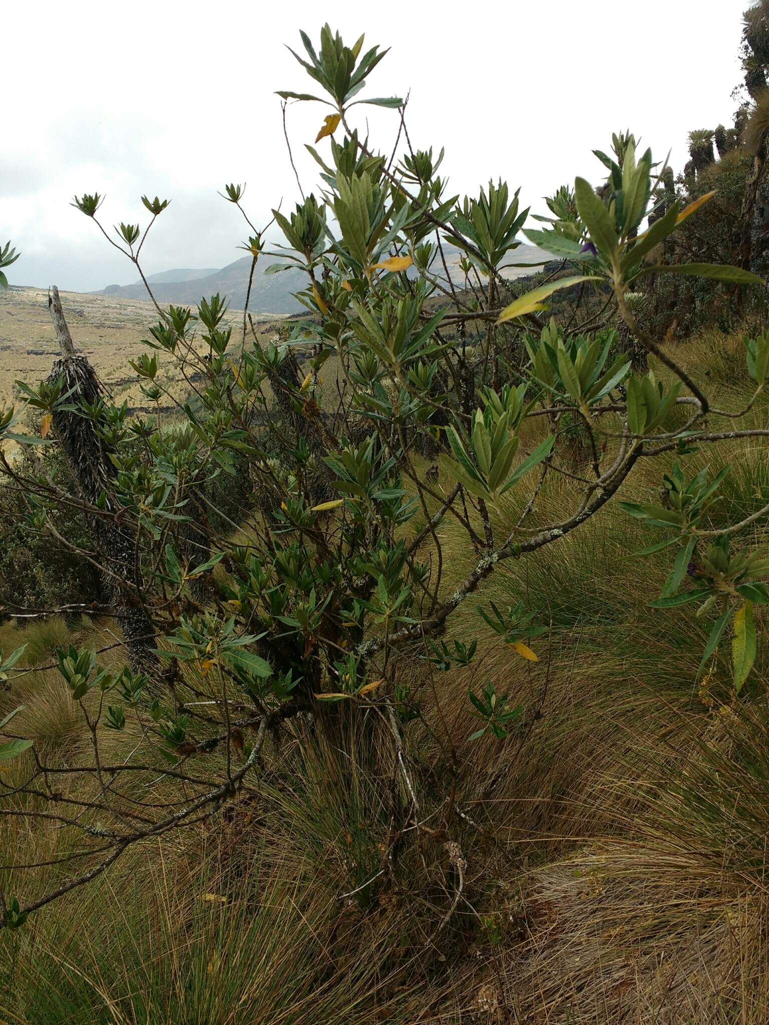 Image of Solanum stenophyllum Humb. & Bonpl. ex Dun.