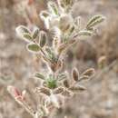 Image of Ononis pinnata Brot.