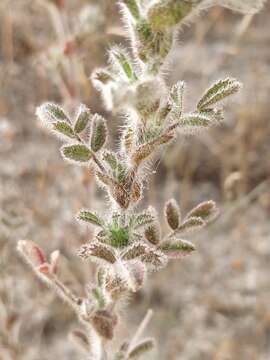 Image de Ononis pinnata Brot.