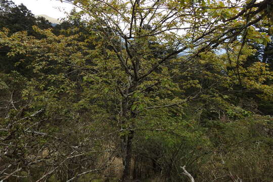 Imagem de Prunus obtusata Koehne