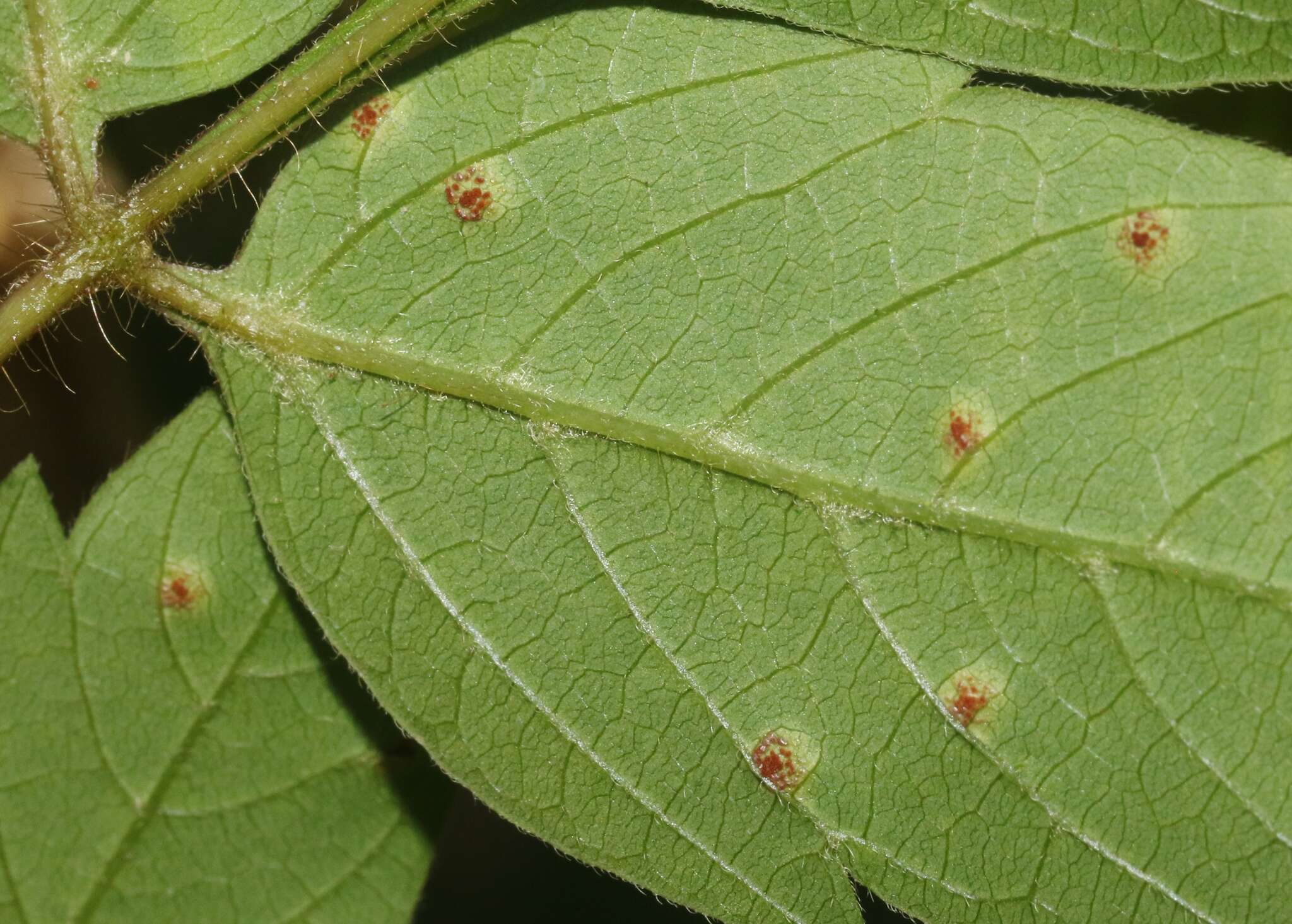 Image of Puccinia arechavaletae Speg. 1881