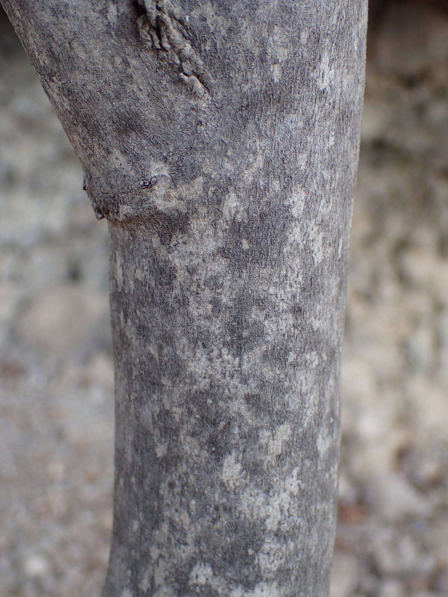 Plancia ëd Gymnosporia cassinoides (L'Hér.) Masf.