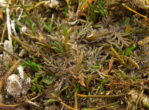 Image of Leptinella maniototo (Petrie) D. G. Lloyd & C. J. Webb