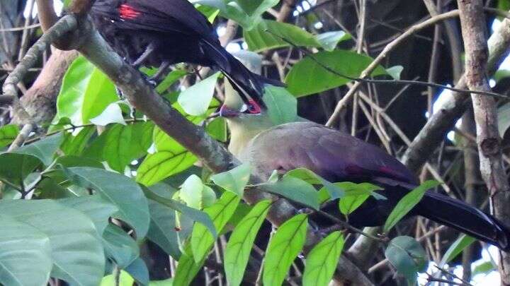 Image of Green Turaco